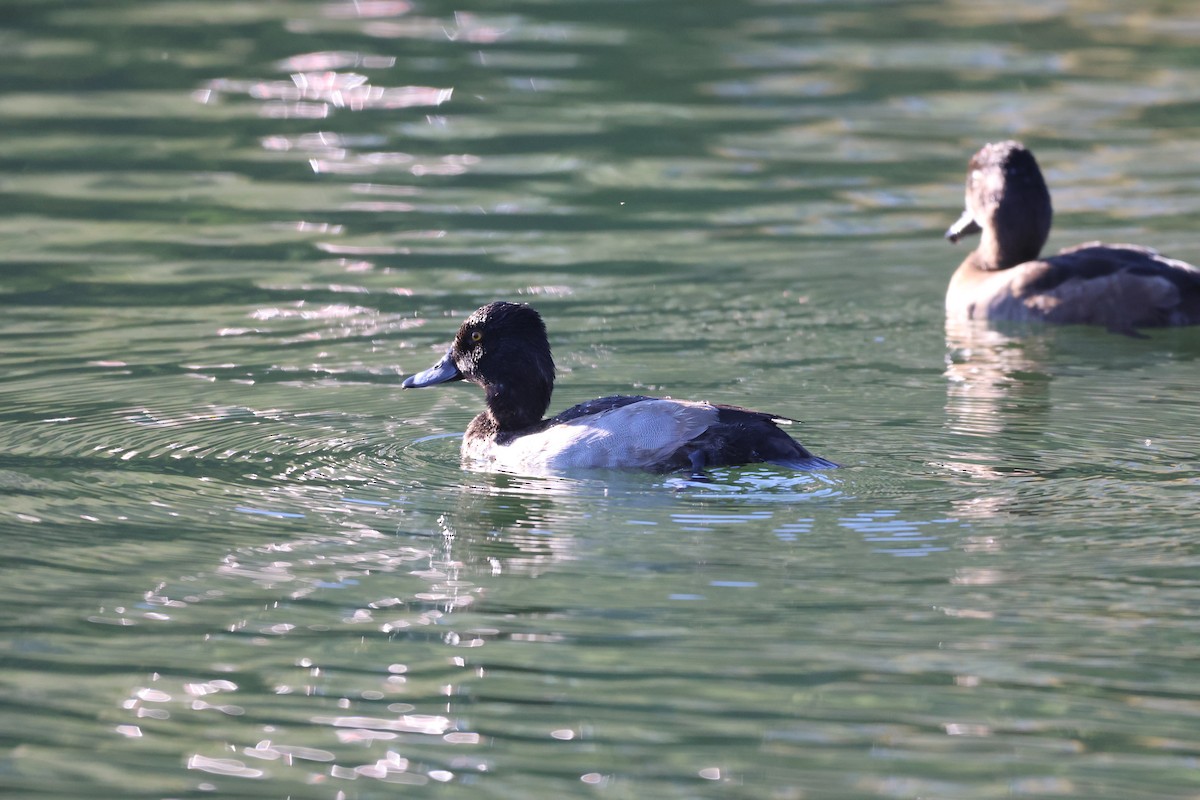 Lesser Scaup - ML645971660