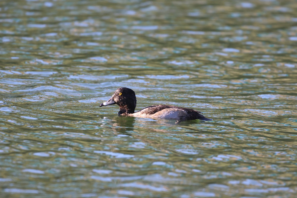 Lesser Scaup - ML645971661