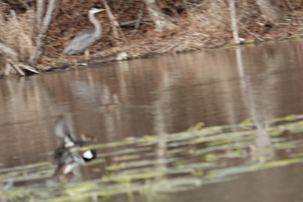 オウギアイサ - ML645971663