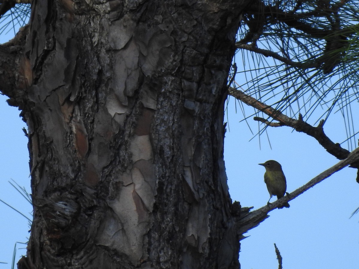 Pine Warbler - ML645971664