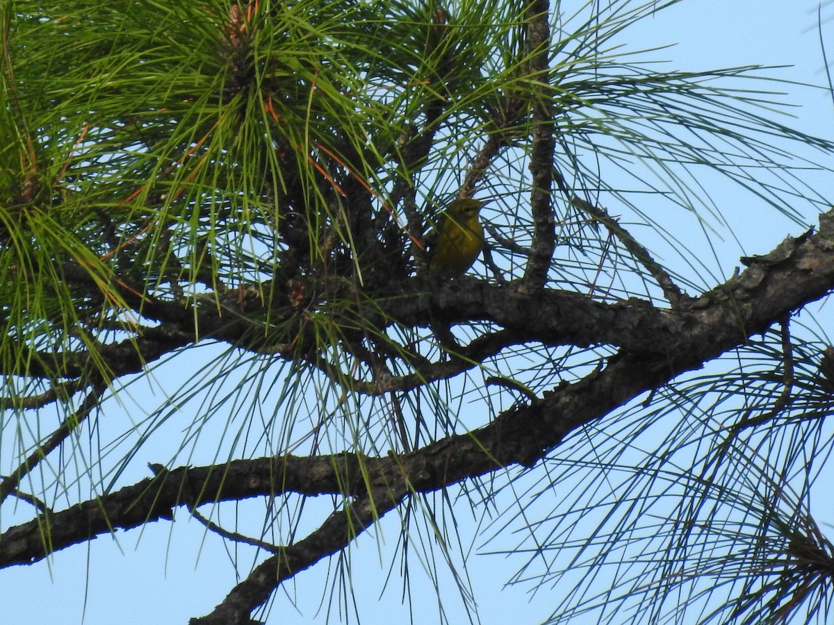 Pine Warbler - ML645971665