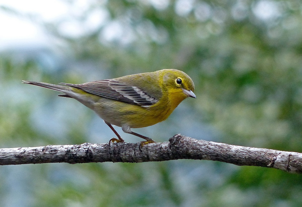 Pine Warbler - ML645971666