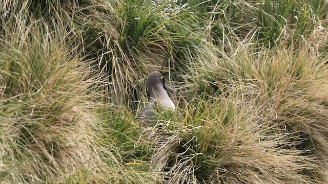 Альбатрос довгохвостий - ML645971674