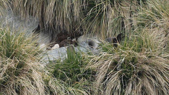 Альбатрос довгохвостий - ML645971675