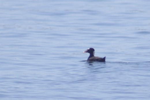 Surf Scoter - ML645971676