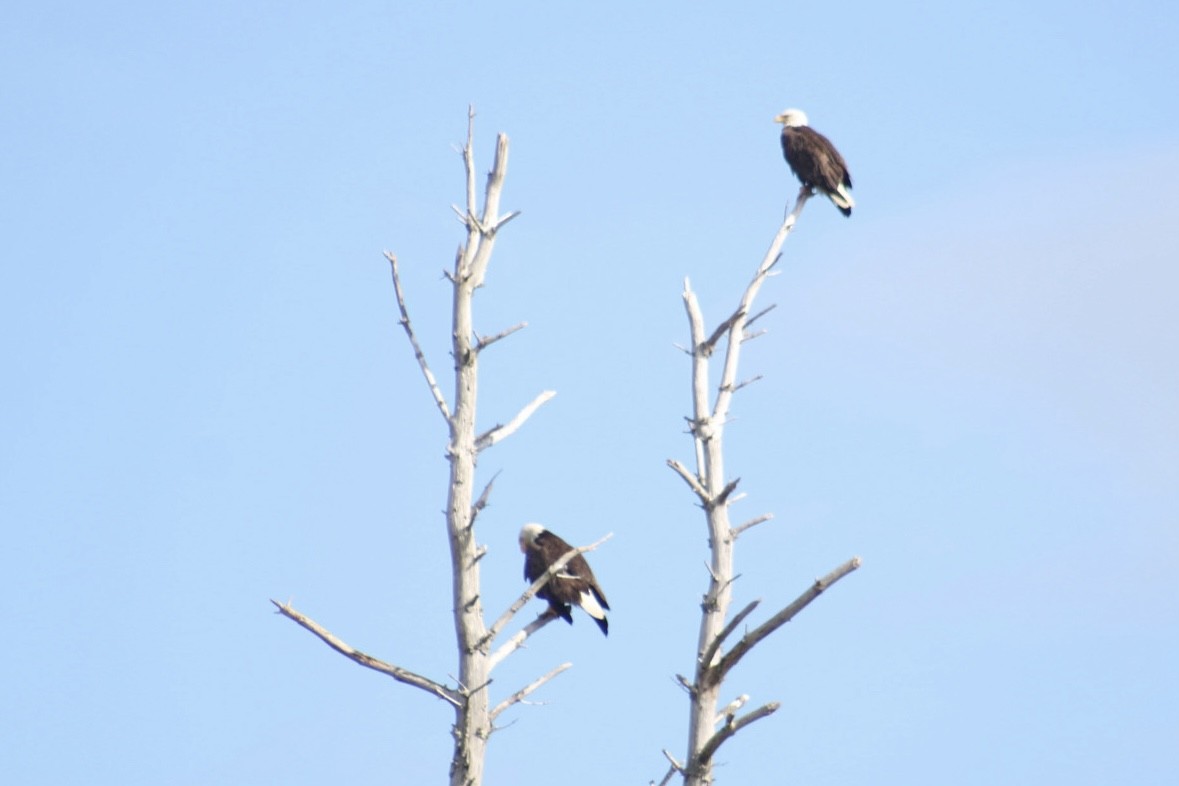 Pygargue à tête blanche - ML645971680