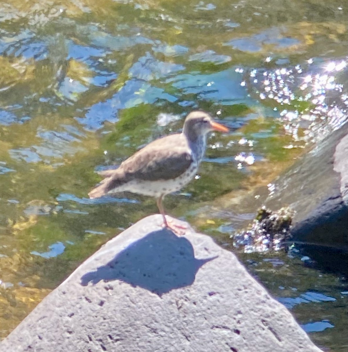 Spotted Sandpiper - ML645971688