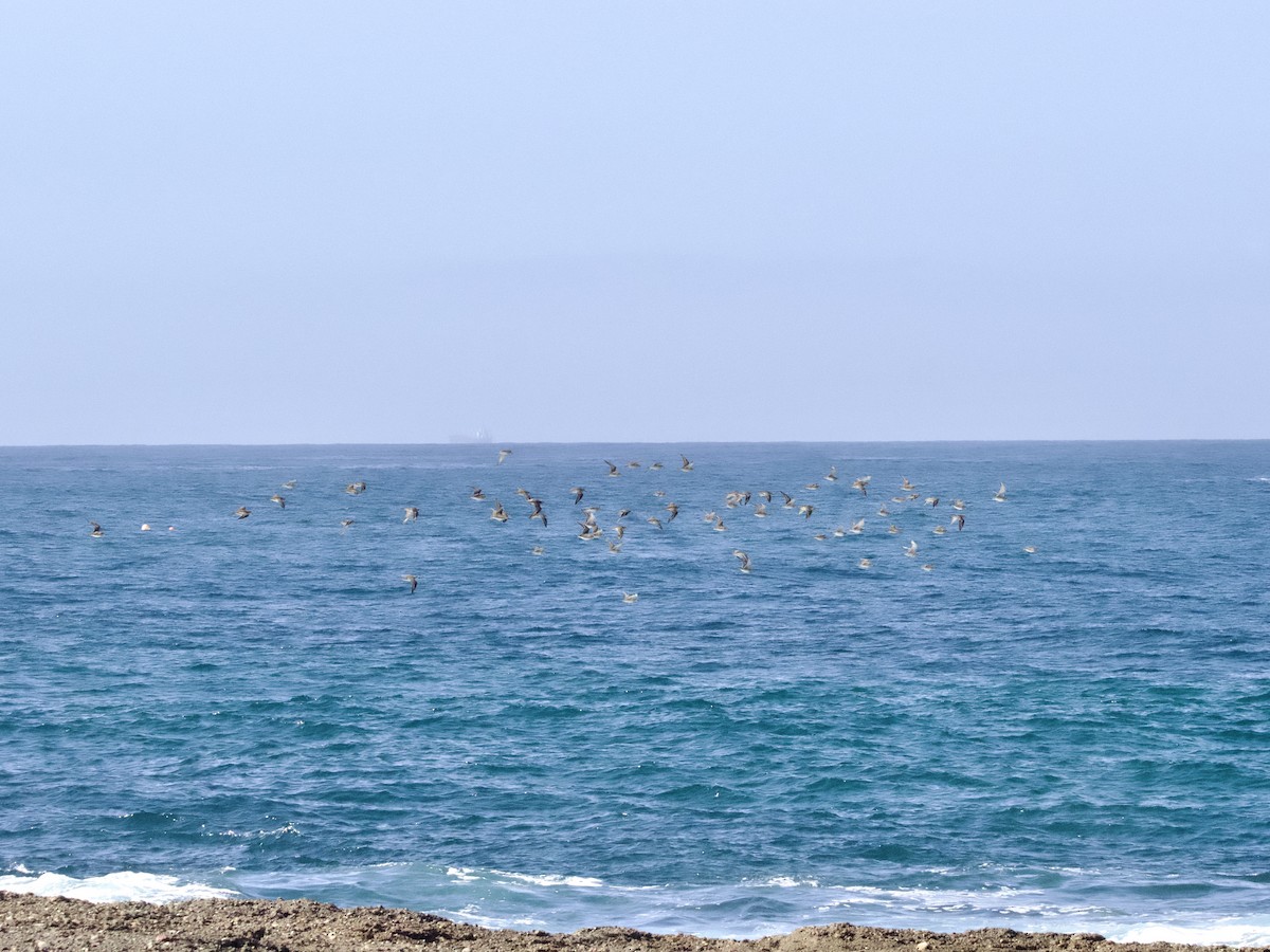 Pacific Golden-Plover - ML645971689