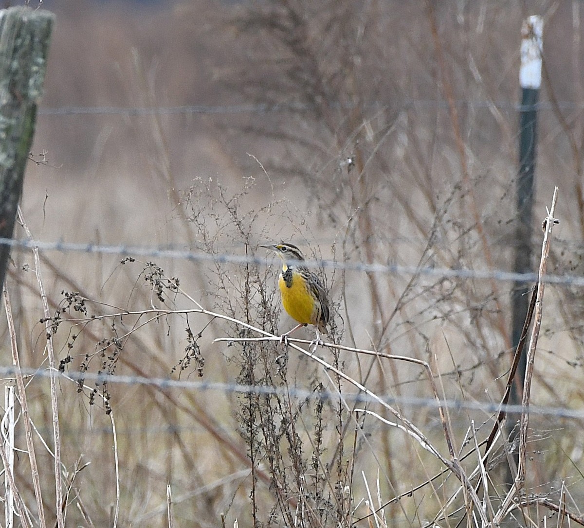 Eastern Meadowlark - ML645971691