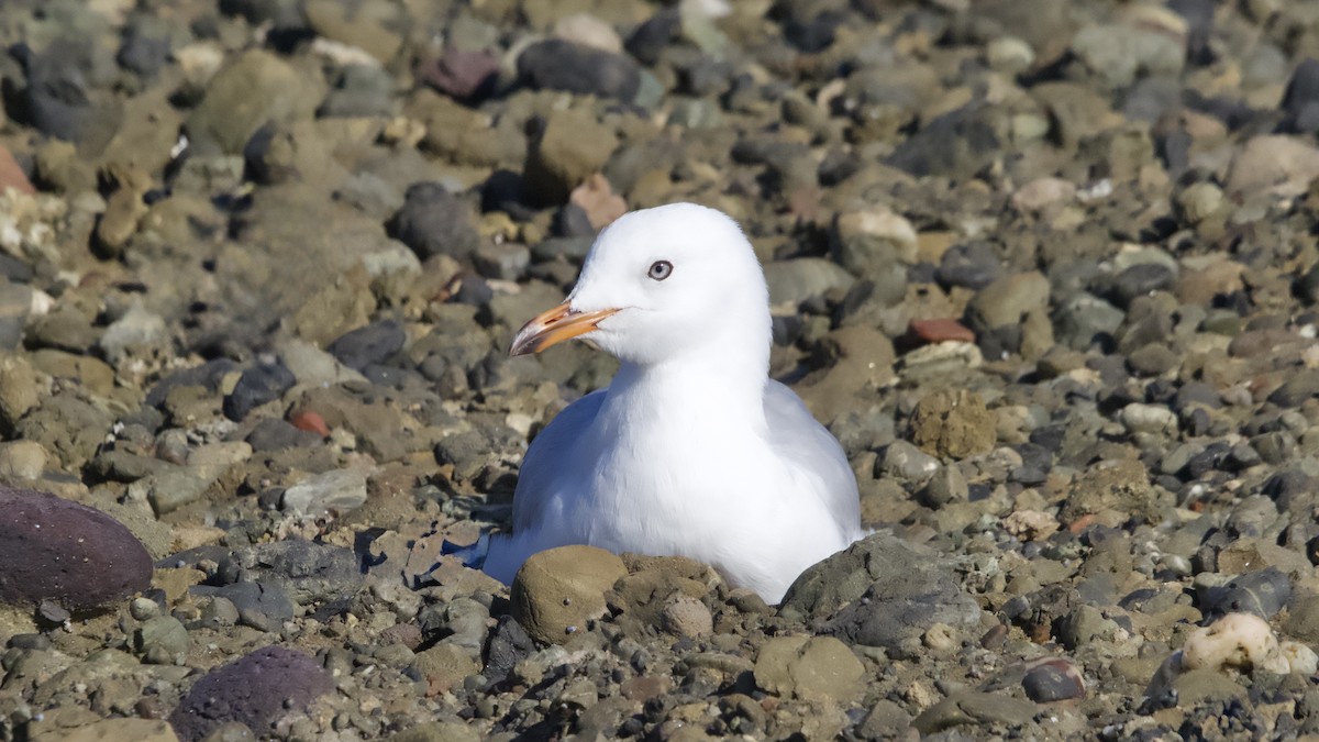 Silver Gull - ML645971694