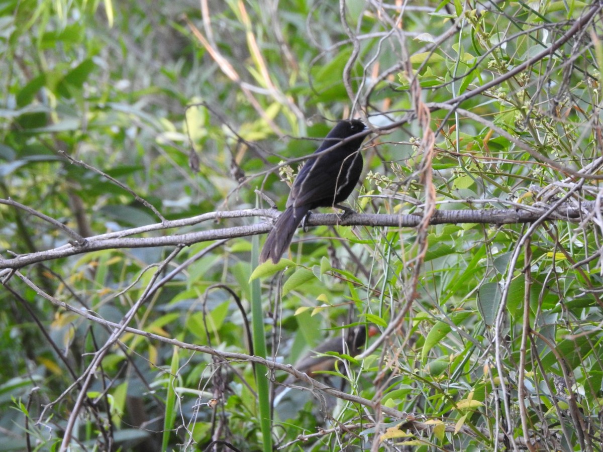 eremittkasik - ML645971695