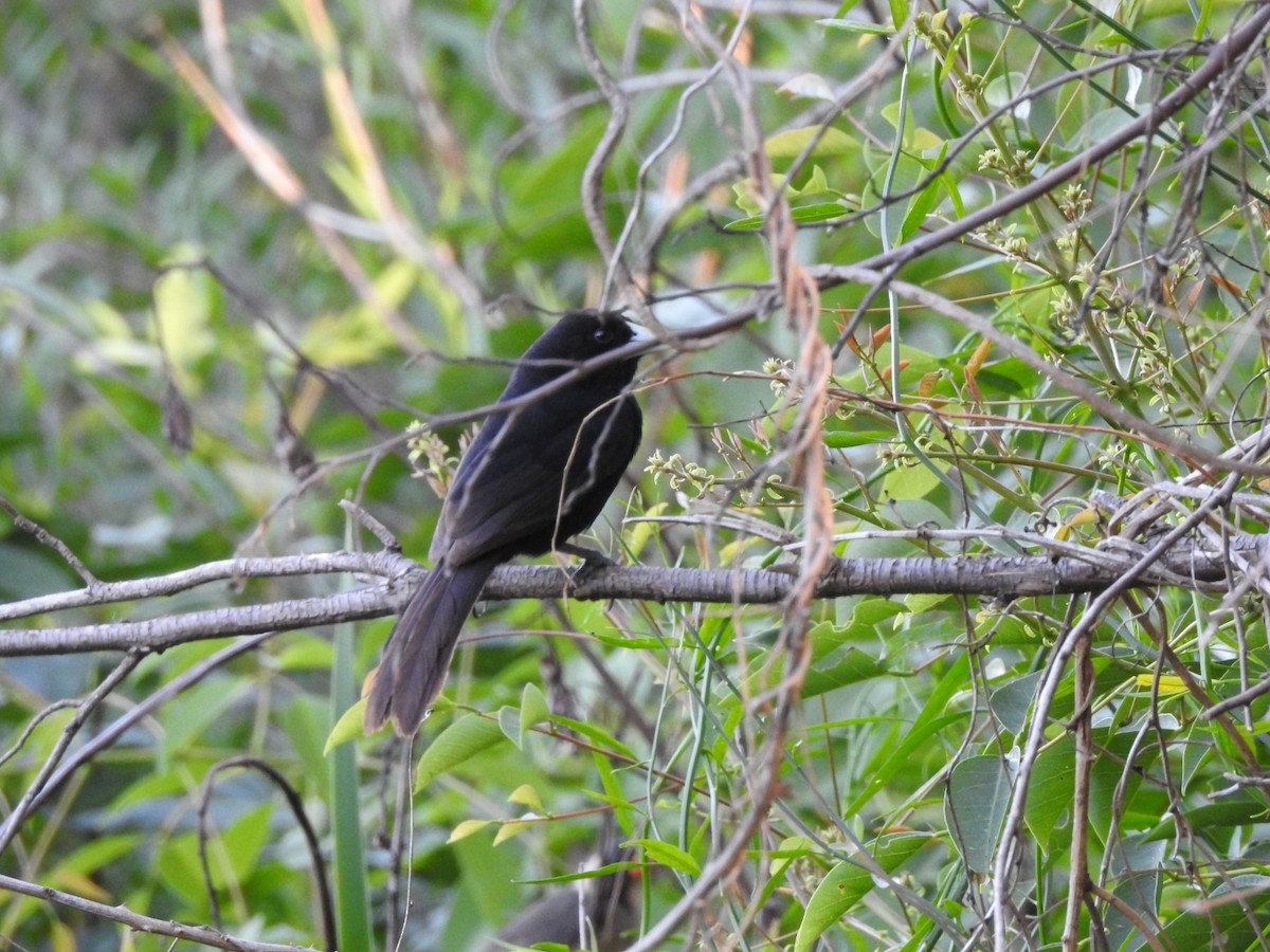 eremittkasik - ML645971696