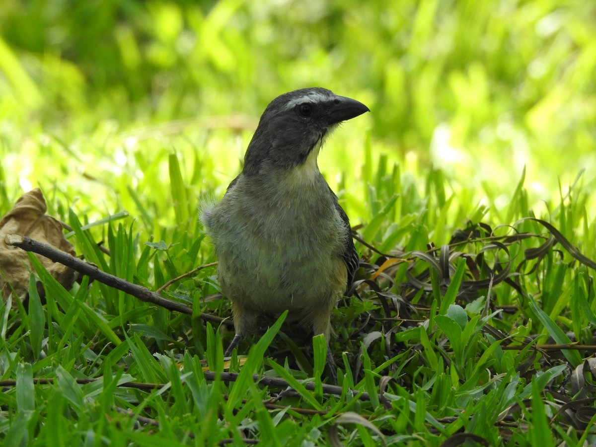 Bluish-gray Saltator - ML645971705