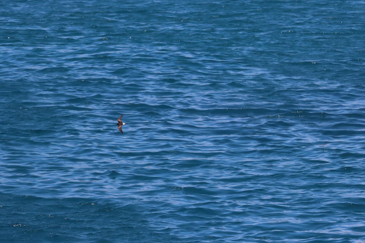 Wedge-rumped Storm-Petrel - ML645971706