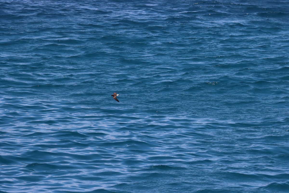 Wedge-rumped Storm-Petrel - ML645971707