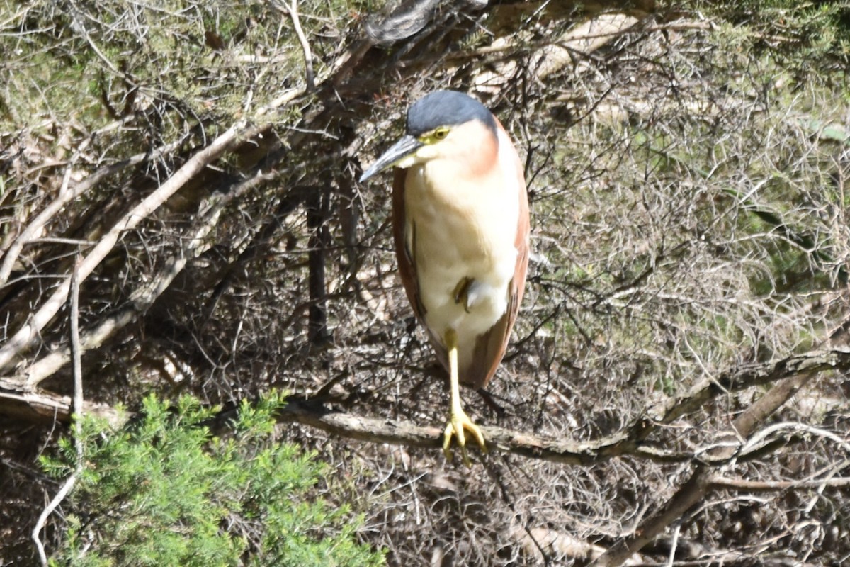 kvakoš rezavý - ML645971711