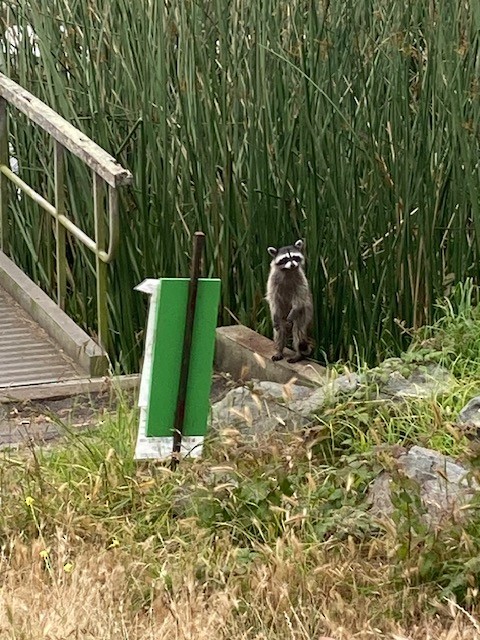 Animals - ML645971713