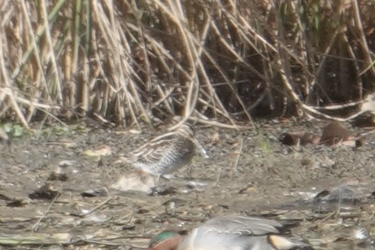 アメリカタシギ - ML645971714