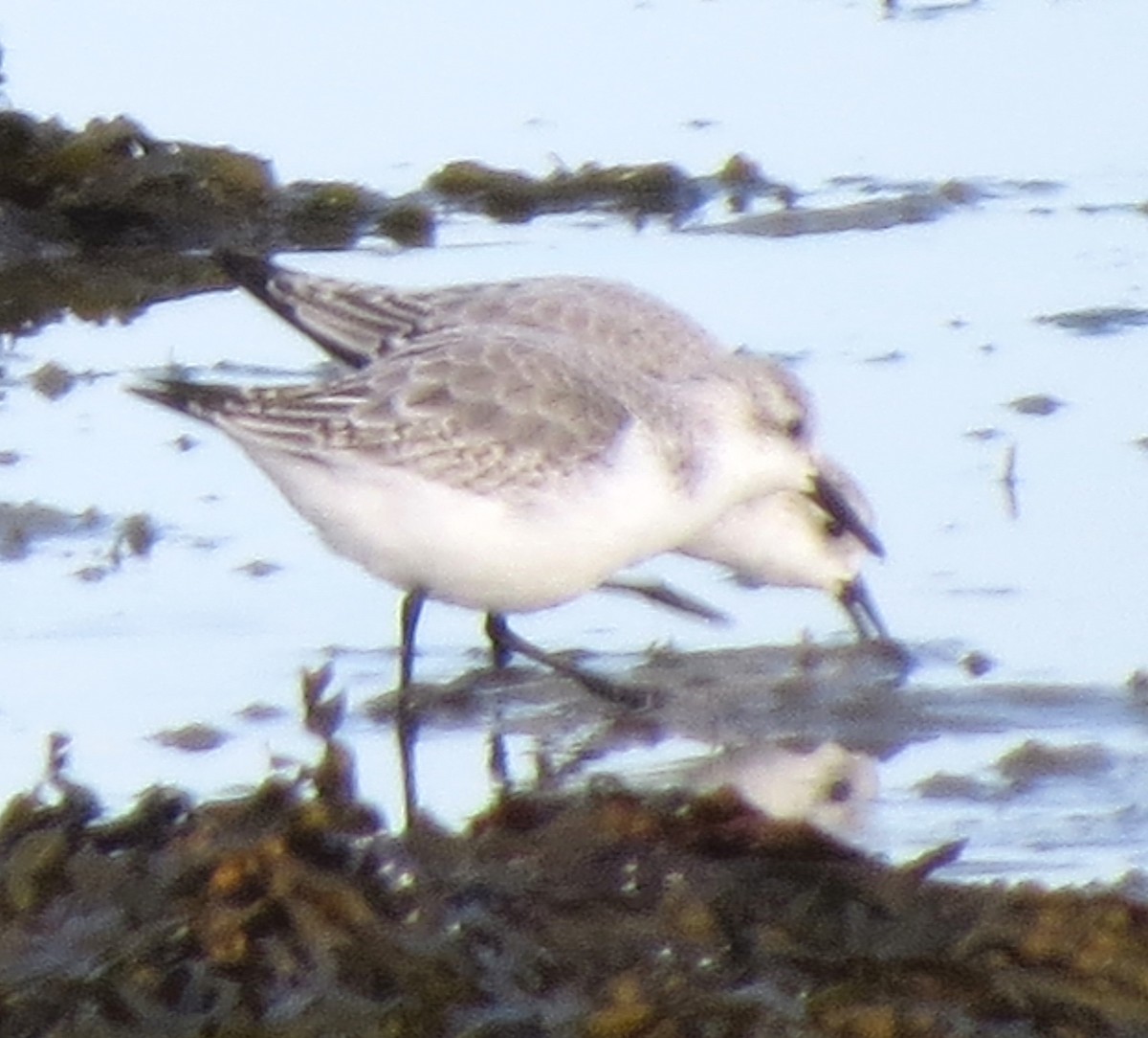 Txirri zuria - ML645971716