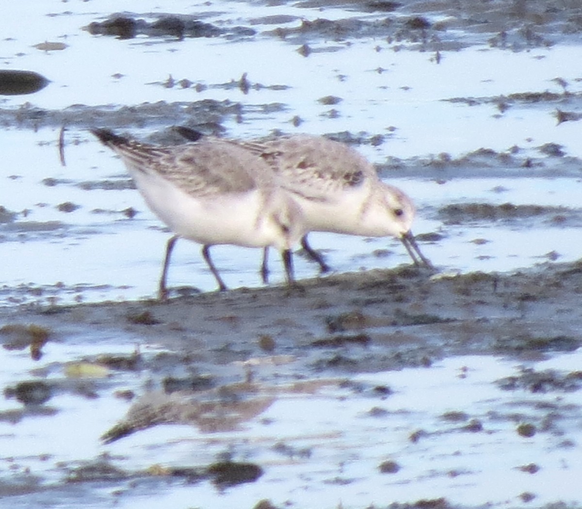 Txirri zuria - ML645971717