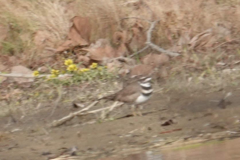 フタオビチドリ - ML645971732