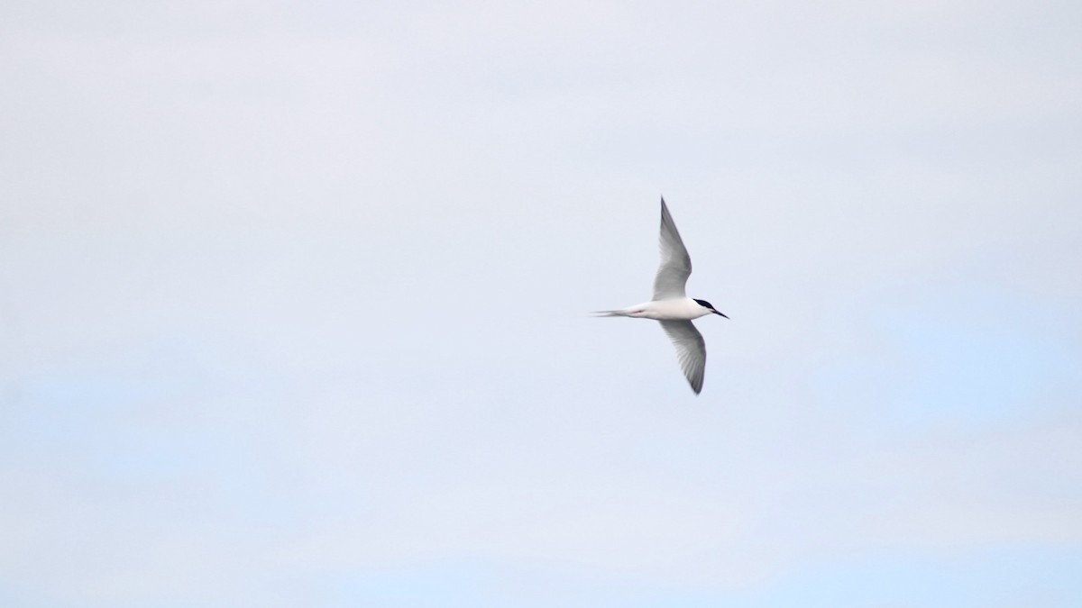 Roseate Tern - ML645971737