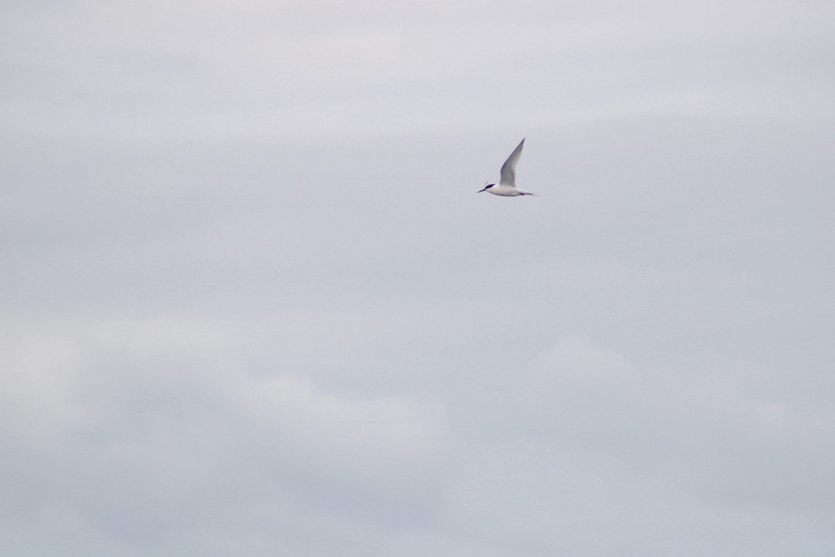 Roseate Tern - ML645971738