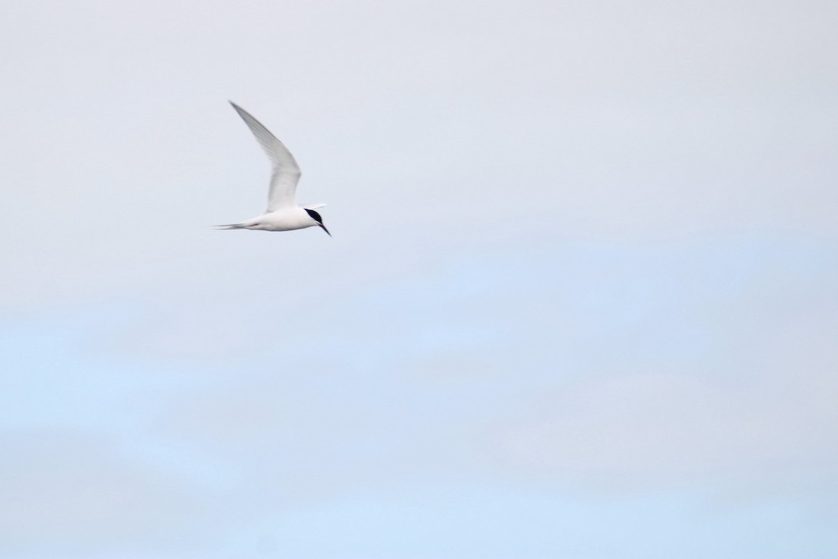 Roseate Tern - ML645971739