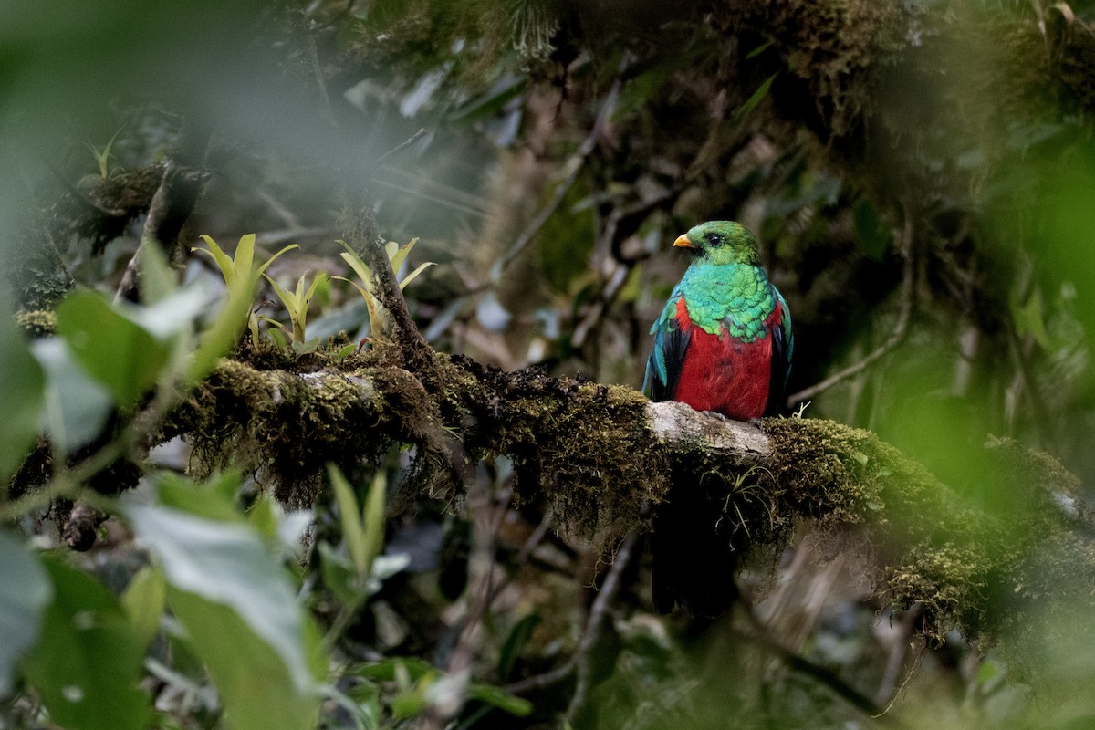 Quetzal doré - ML645971745