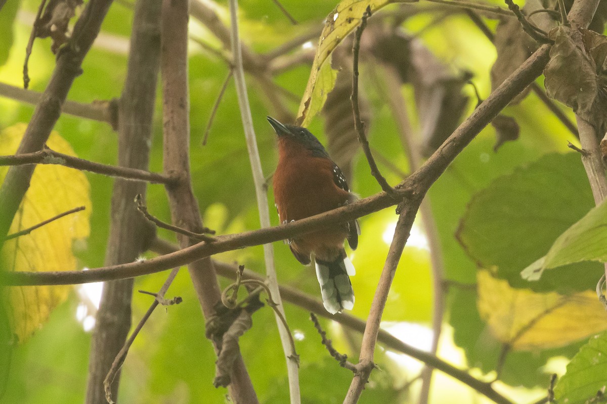 Dot-winged Antwren - ML645971759