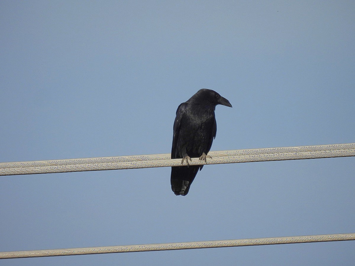 Chihuahuan Raven - ML645971762