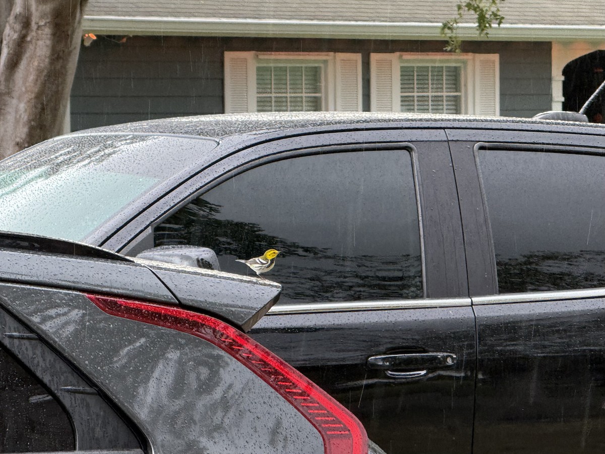 Black-throated Green Warbler - ML645971763