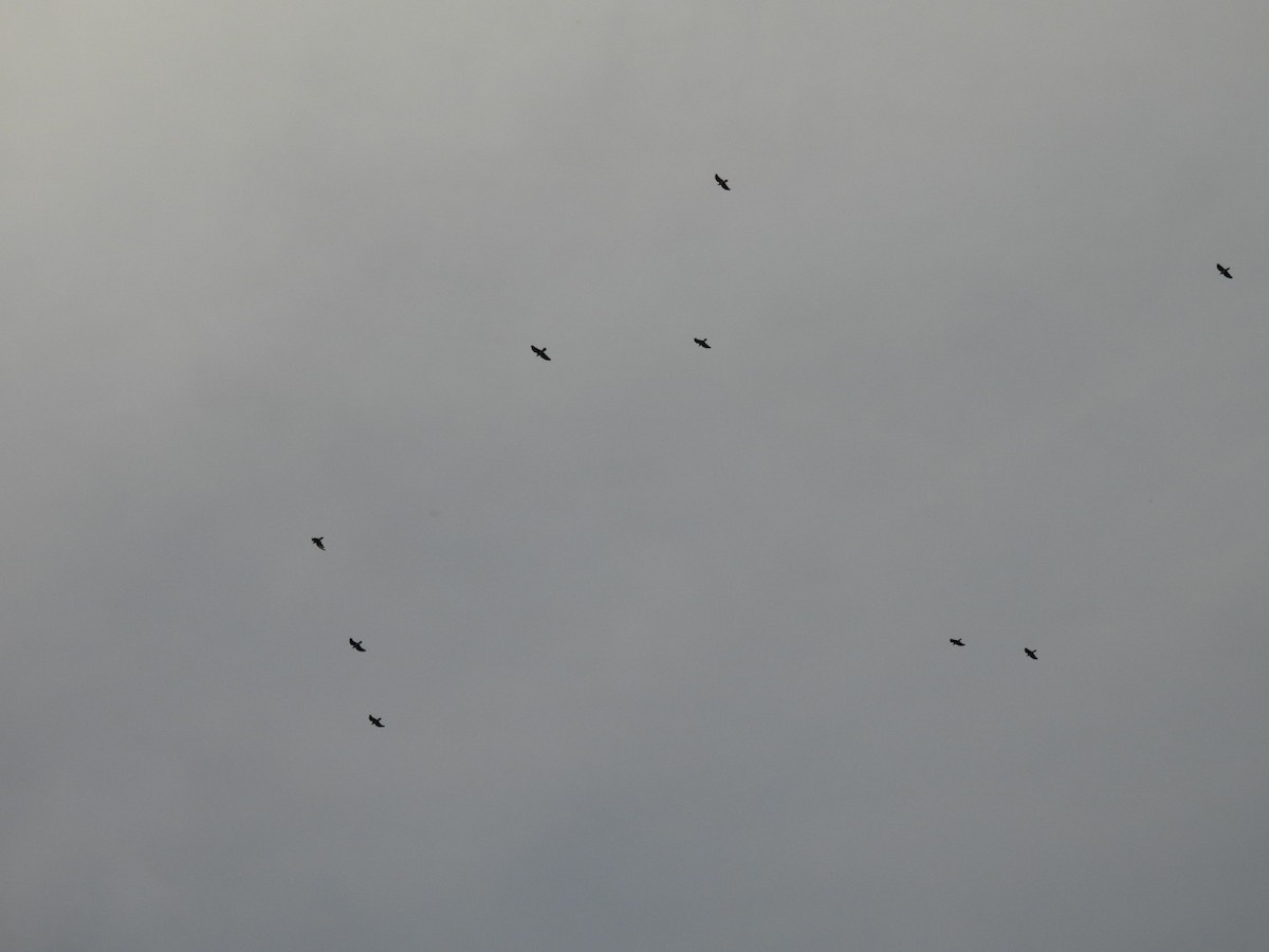 Chihuahuan Raven - ML645971774