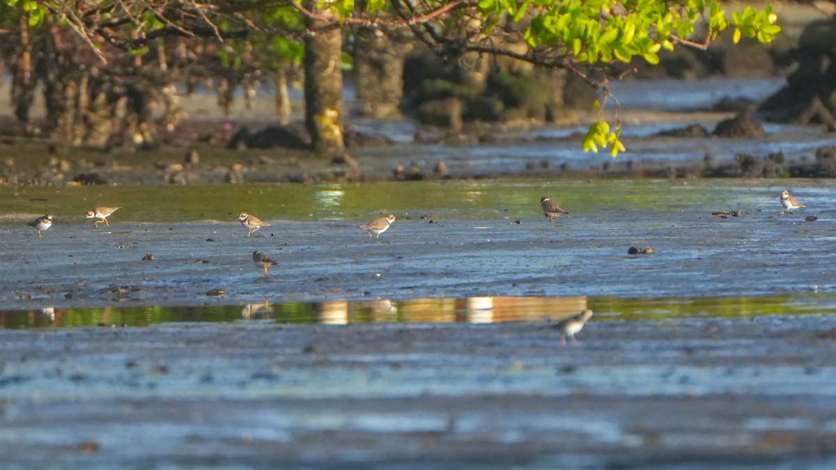 Semipalmated Plover - ML645971787
