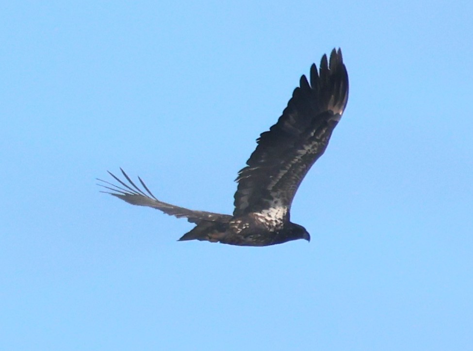 Pygargue à tête blanche - ML645971788