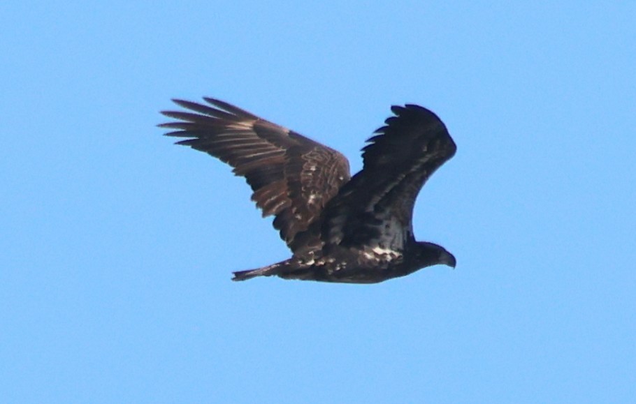 Pygargue à tête blanche - ML645971790