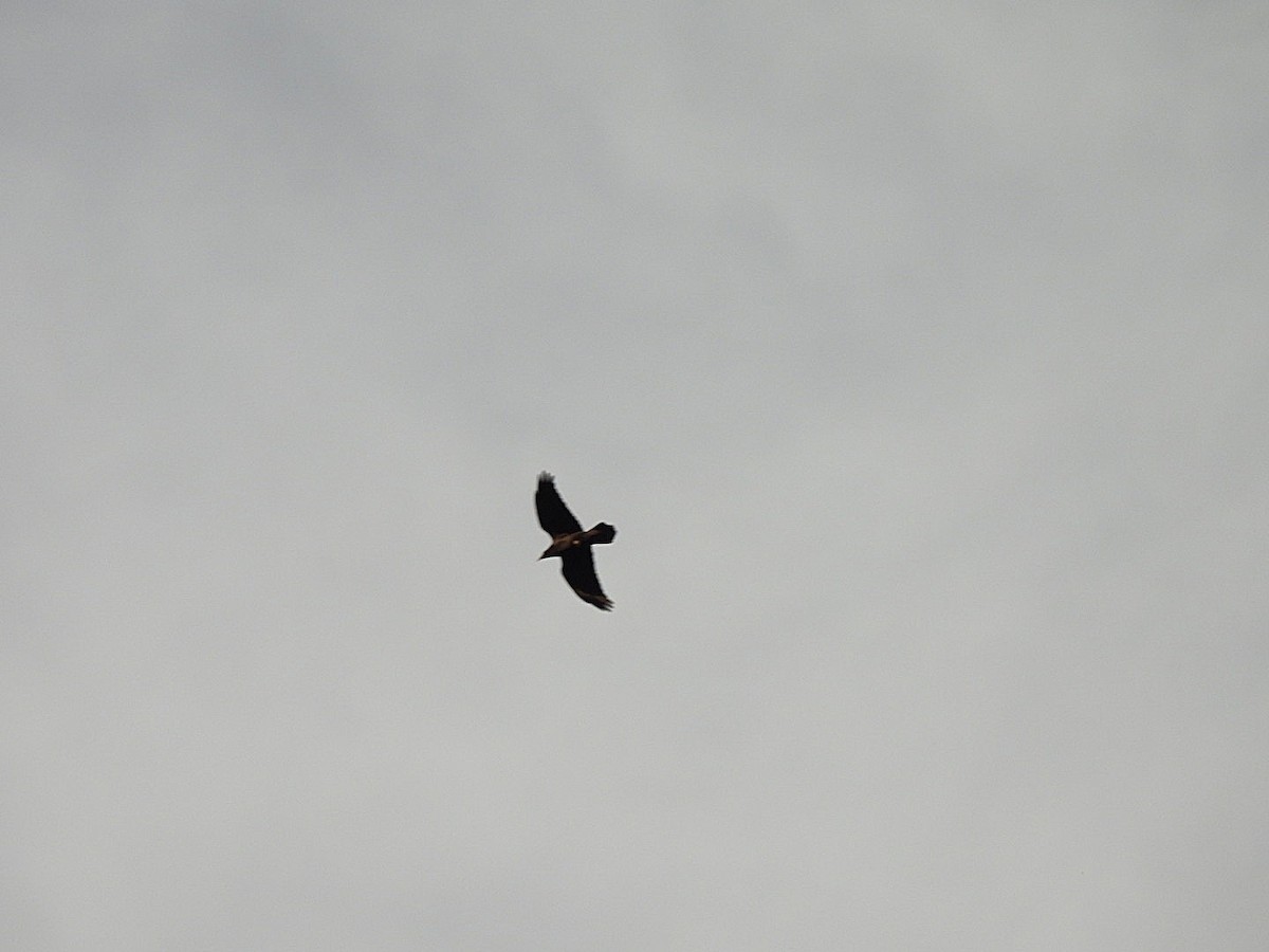 Chihuahuan Raven - ML645971796