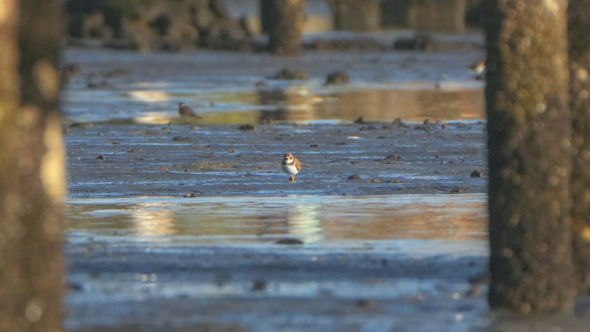 Semipalmated Plover - ML645971799