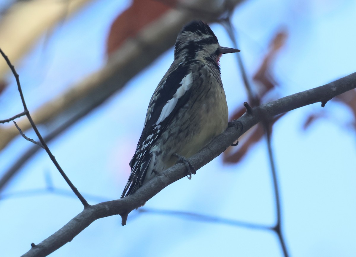 Желтобрюхий дятел-сокоед - ML645971808