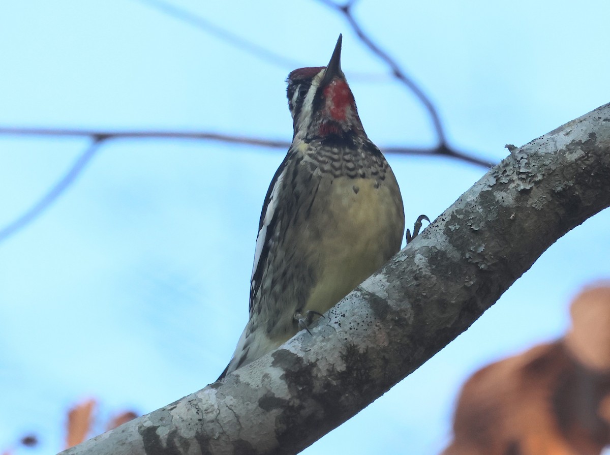 Желтобрюхий дятел-сокоед - ML645971809