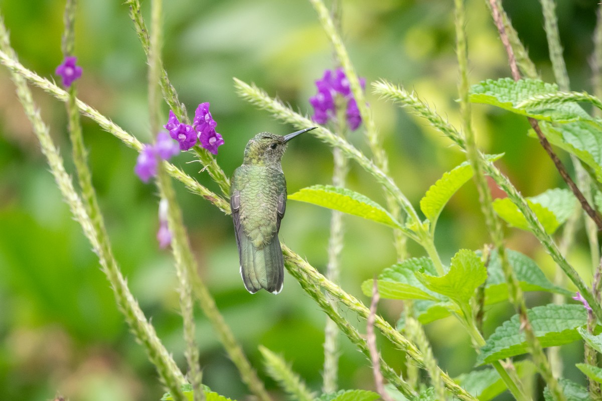 kolibřík skvrnitoprsý - ML645971816