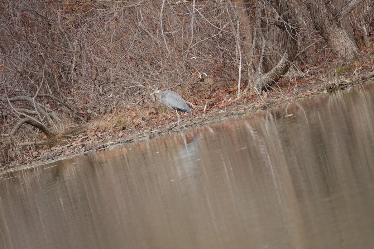 オオアオサギ - ML645971818