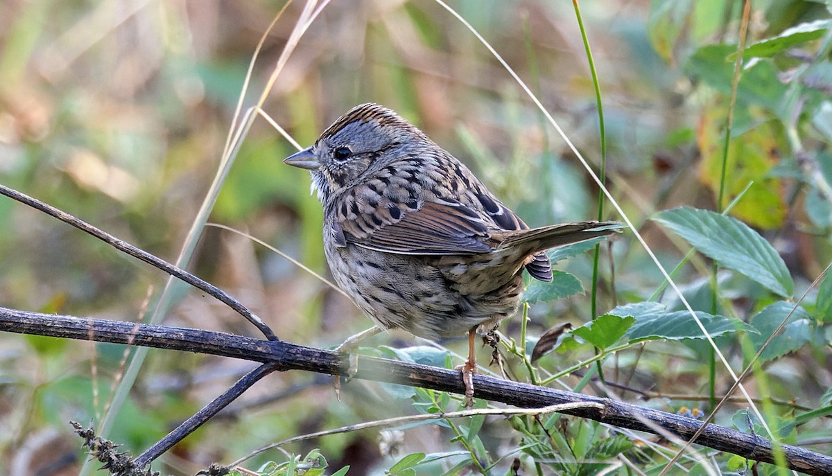 strnadec pruhohlavý - ML645971828