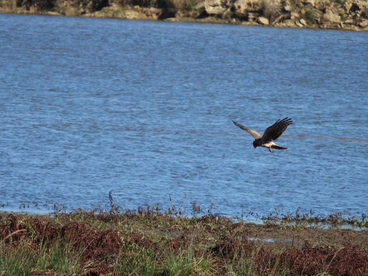 mørkmyrhauk - ML645971829