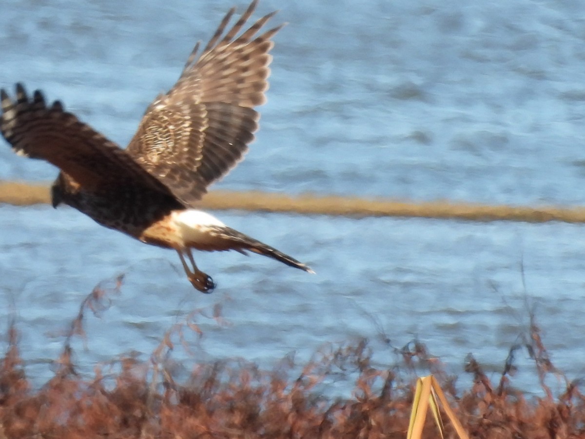 mørkmyrhauk - ML645971830