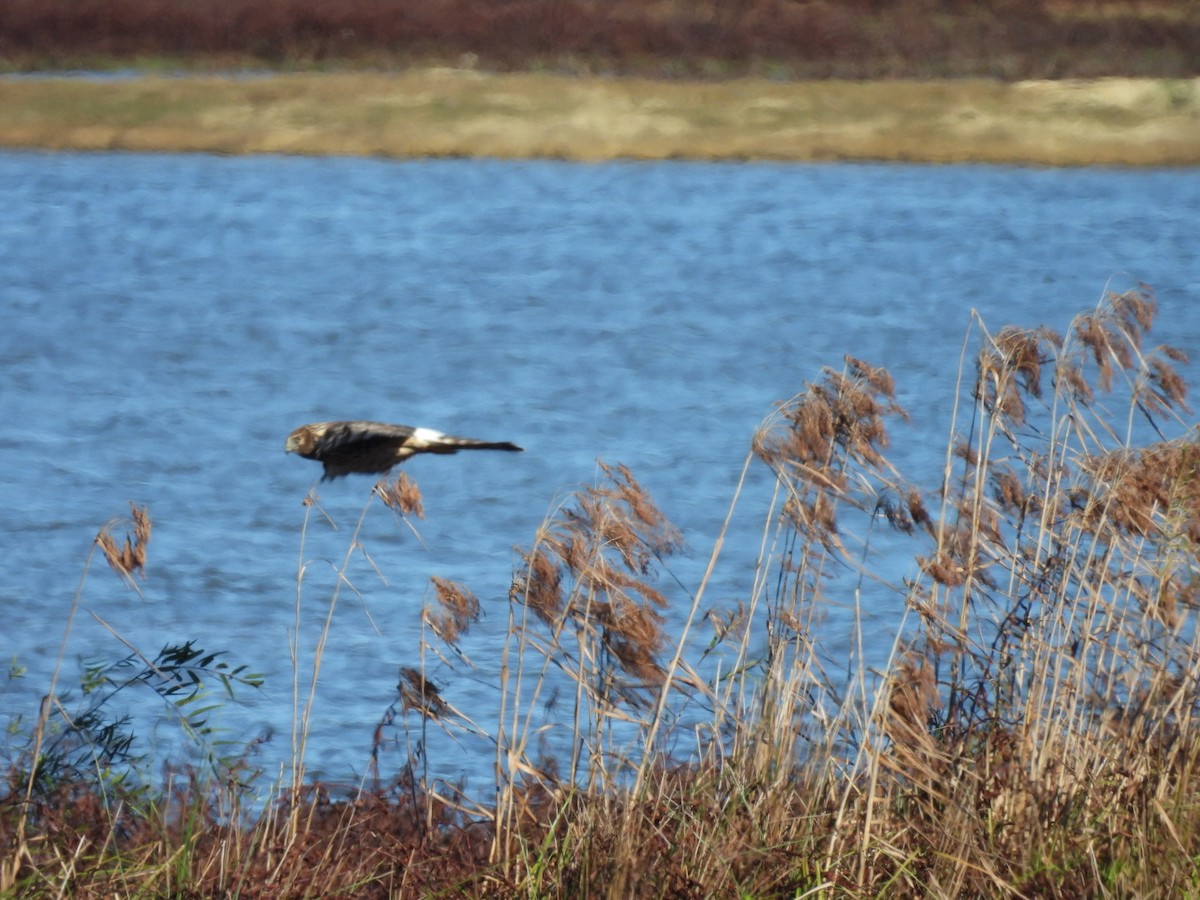 mørkmyrhauk - ML645971831