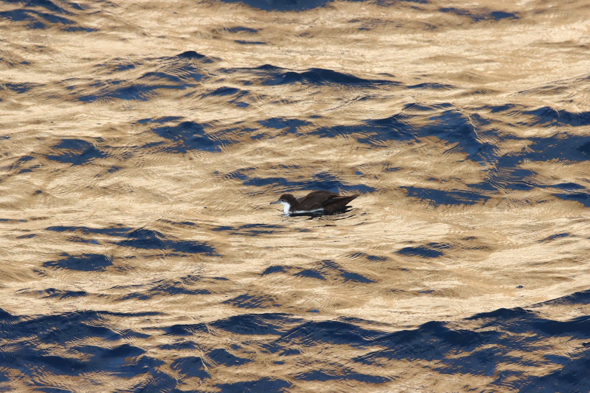 Puffin des Galapagos - ML645971835