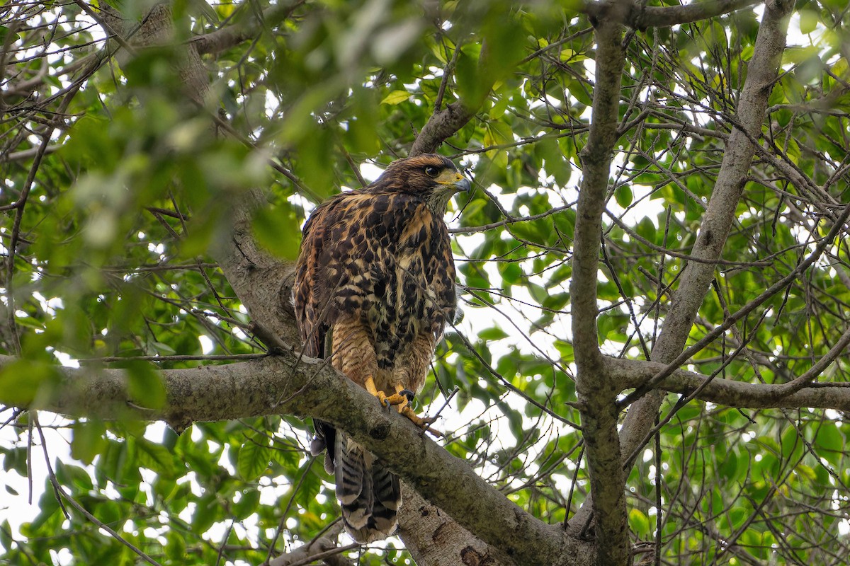 Harris's Hawk - ML645971839