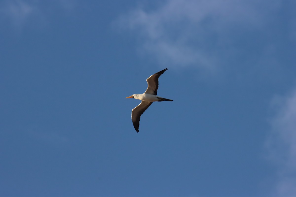 Nazca Booby - ML645971841
