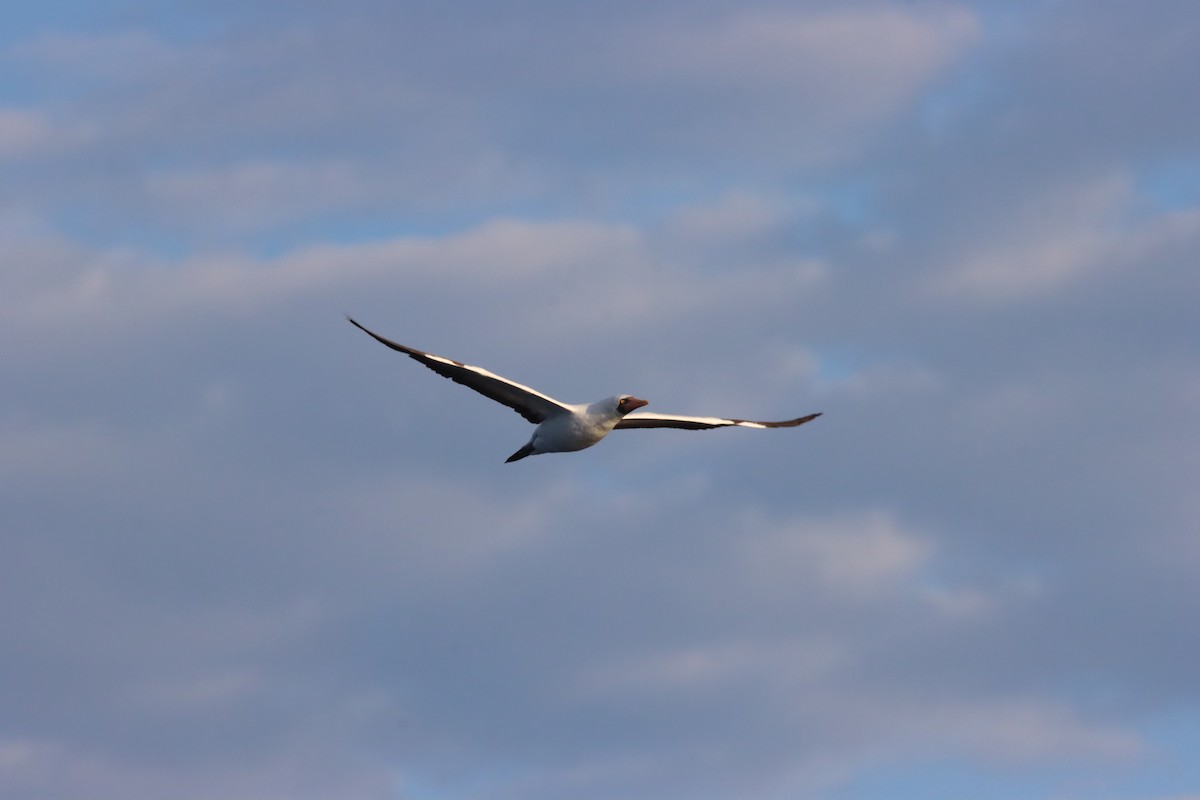 Nazca Booby - ML645971842